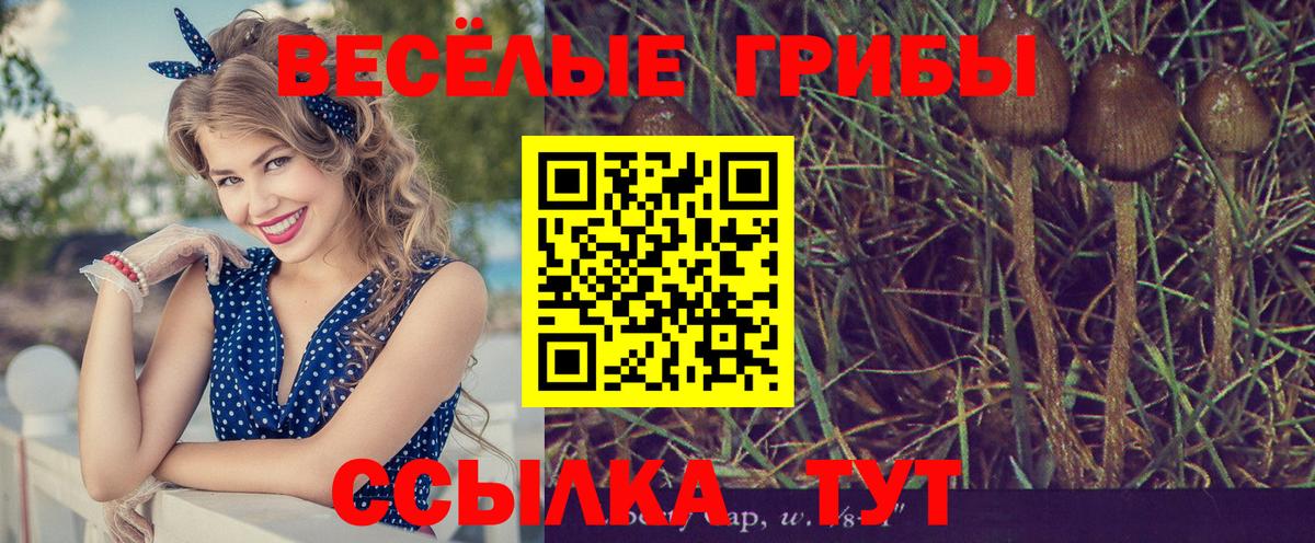 Псилоцибиновые грибы Cubensis Троицк